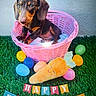 dog, puppy, dachshund, pink_basket, bunny_ears, easter_eggs, plush_carrot, grass, happy_easter_banner, holiday, cute, pet, animal, decorations, spring, celebration, colorful, festive, toy, indoor