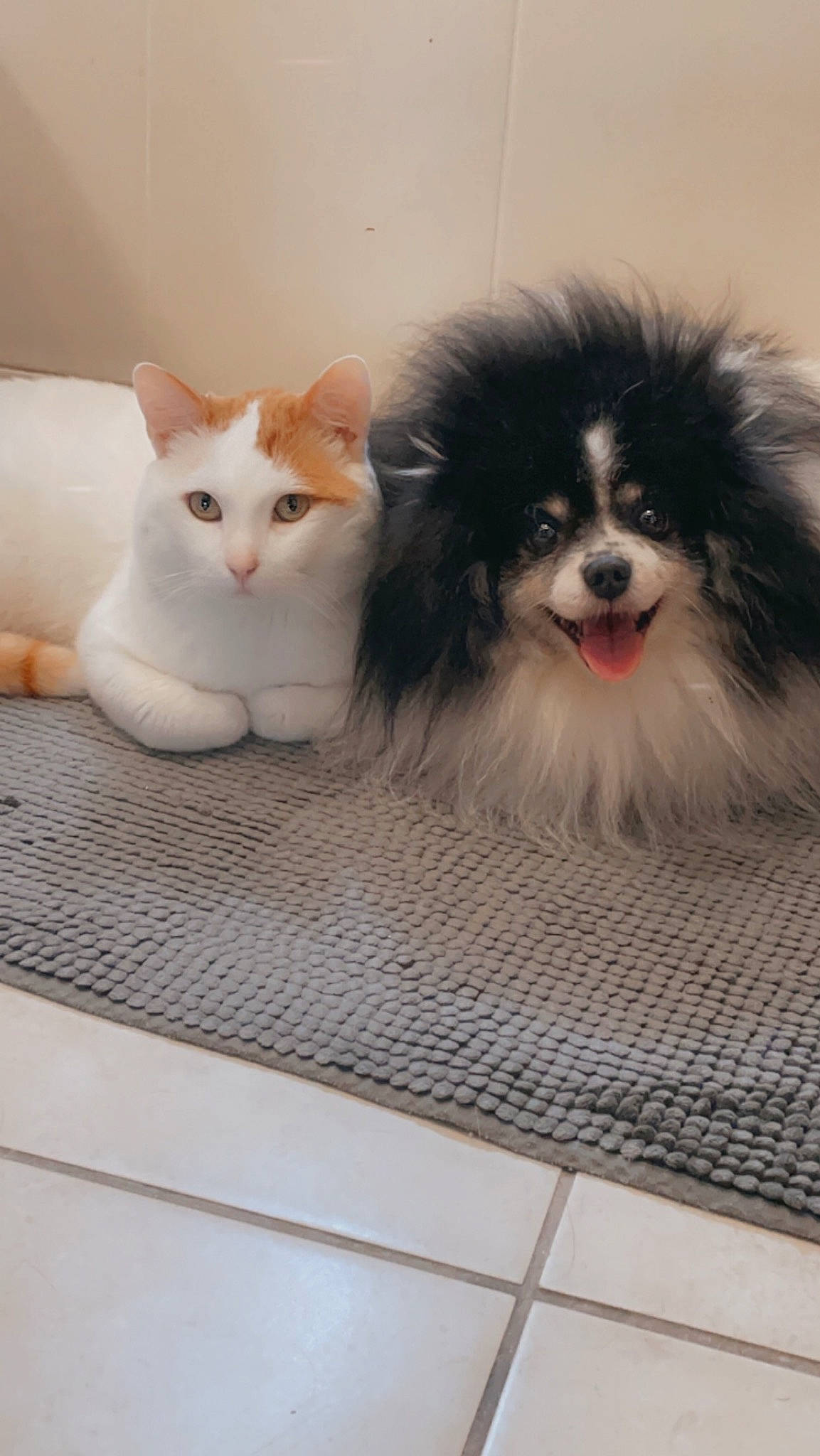 Donut'S a rejoint le concours — aidez-le/la à gagner de superbes lots ! box, carnivore, cat, companion_dog, dog, dog_breed, dog_supply, domestic_short_haired_cat, fawn, felidae, fur, iris, paw, pet_supply, small_to_medium_sized_cats, snout, tail, toy_dog, whiskers, working_animal