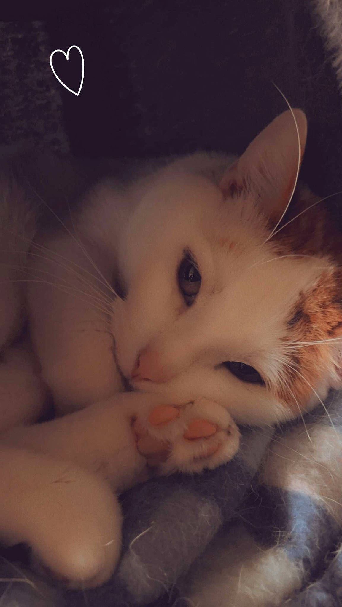 Donut'S a rejoint le concours — aidez-le/la à gagner de superbes lots ! carnivore, cat, claw, comfort, domestic_short_haired_cat, eye, felidae, foot, fur, nap, nose, paw, photo_caption, sleep, small_to_medium_sized_cats, snout, tail, terrestrial_animal, whiskers