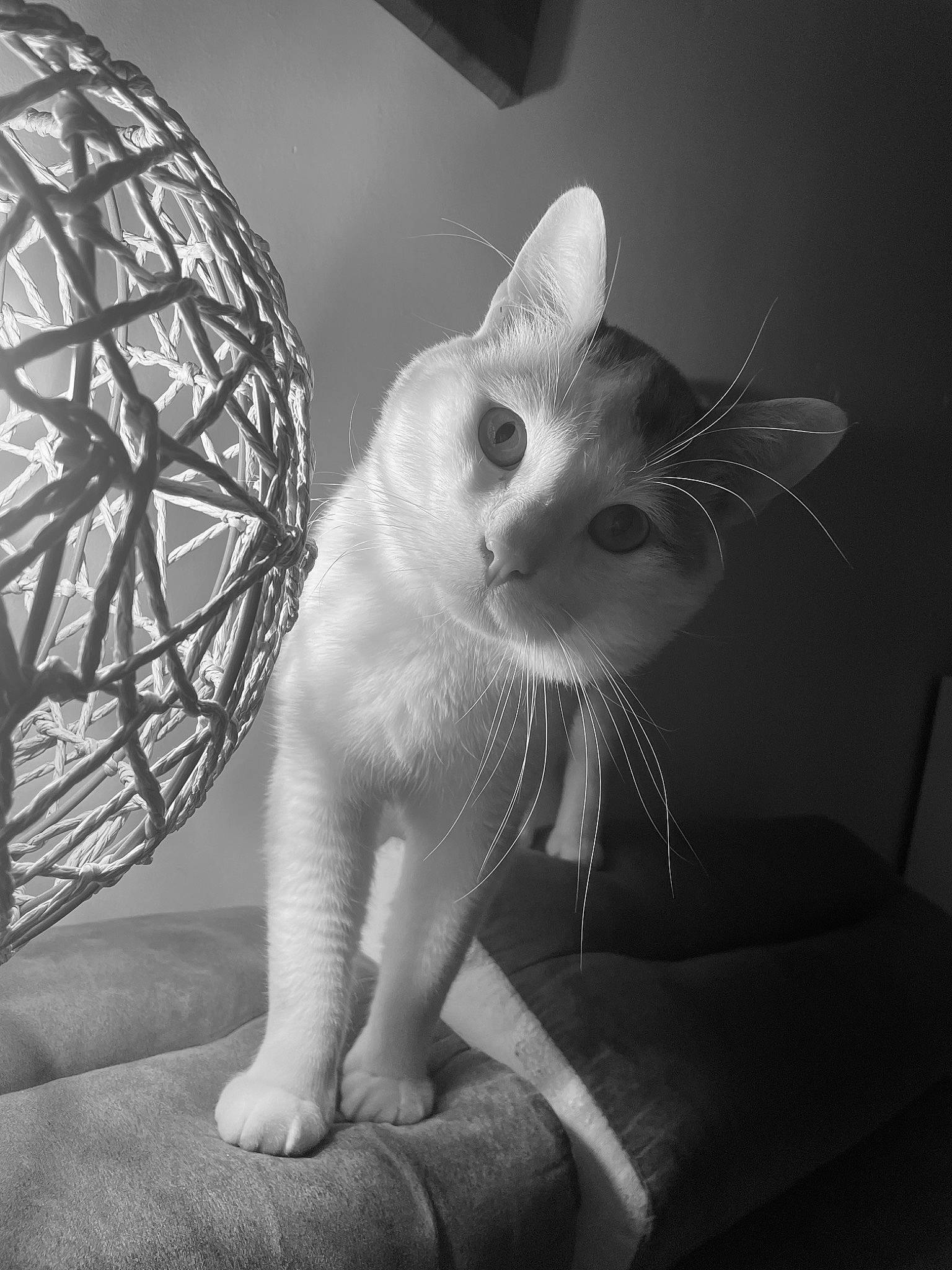 Donut'S participe au concours pour gagner de l'argent avec cette photo : art, black, black_and_white, carnivore, cat, darkness, eye, felidae, flash_photography, grey, head, iris, monochrome, monochrome_photography, small_to_medium_sized_cats, snout, style, tail, tints_and_shades, whiskers