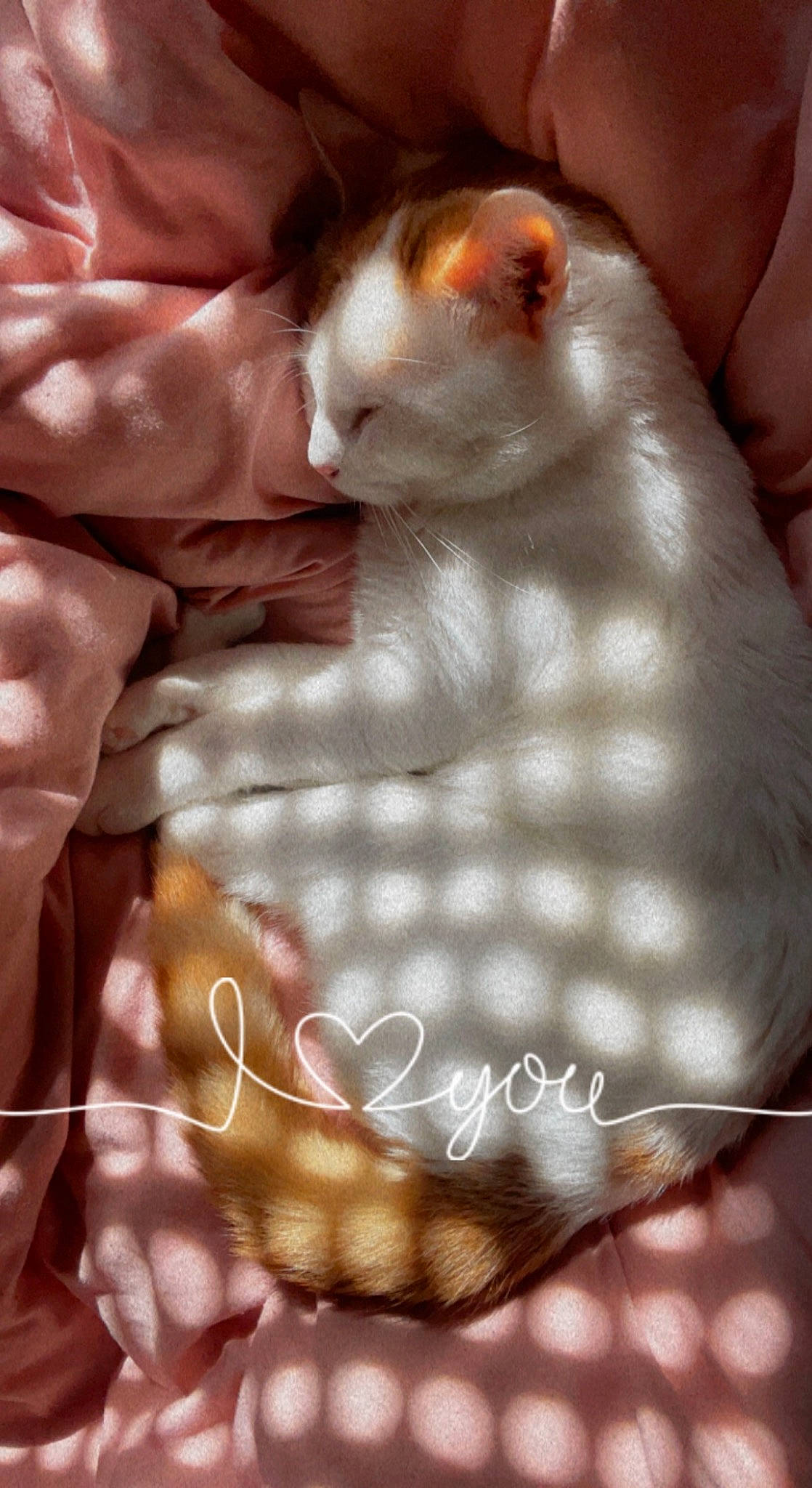 Donut'S participe au concours pour gagner de l'argent avec cette photo : art, carnivore, cat, chest, claw, domestic_short_haired_cat, felidae, finger, flesh, fur, gesture, nail, paw, peach, photo_caption, small_to_medium_sized_cats, tail, thumb, whiskers, white