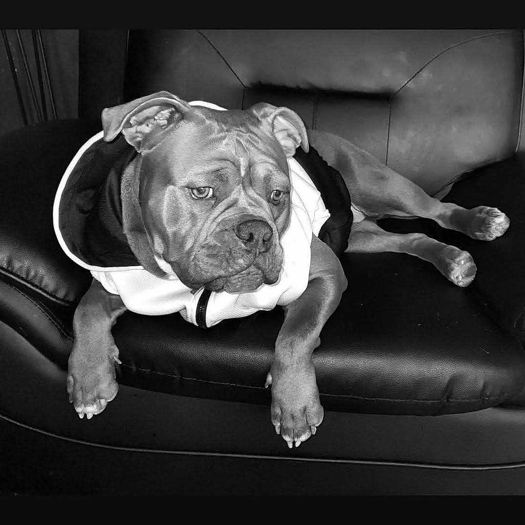 Vaiana a rejoint le concours — aidez-le/la à gagner de superbes lots ! animal, armchair, bostonbull, boxer, bulldog, canine, chair, couch, dog, face, frenchbulldog, furniture, head, person, pet, photography, pitbull, portrait, puppy, sleeping