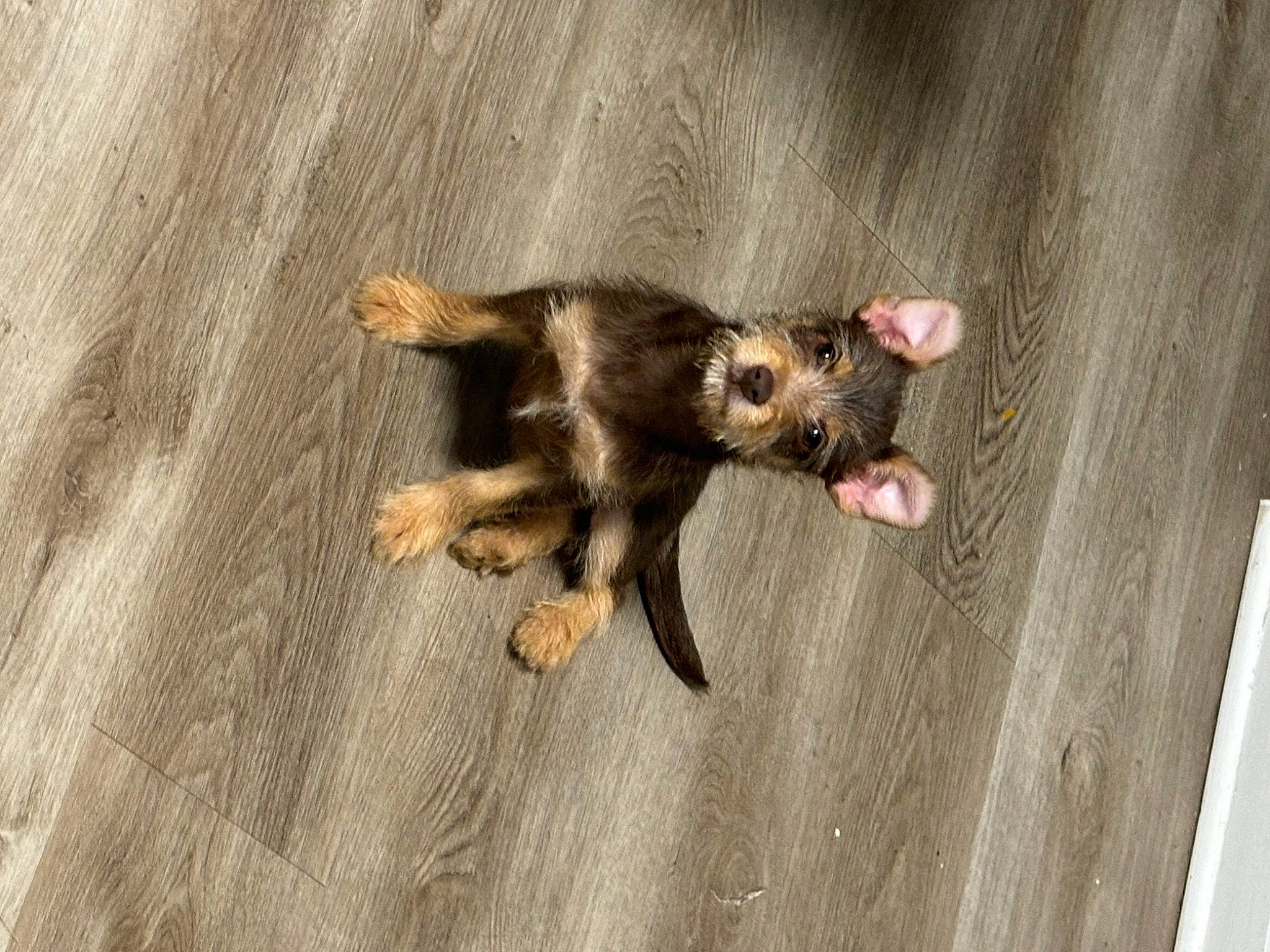 Coco is registered to the contest to win money with this photo: bat, canidae, carnivore, claw, companion_dog, dog, dog_breed, domestic_short_haired_cat, fawn, felidae, flooring, fur, hardwood, paw, small_to_medium_sized_cats, snout, sporting_group, tail, whiskers, wood