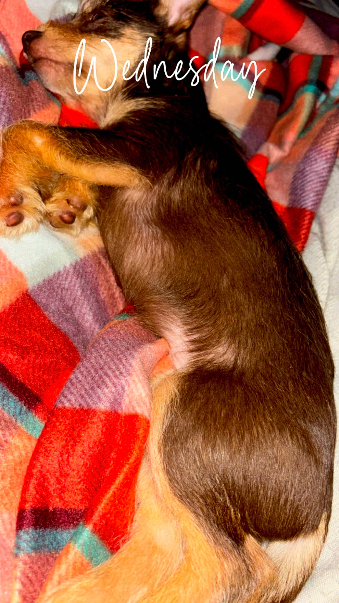 Coco joined the competition — help win amazing prizes! canidae, carnivore, comfort, companion_dog, dog, dog_breed, fawn, felidae, fur, gesture, liver, mustelidae, pattern, paw, photo_caption, small_to_medium_sized_cats, snout, sporting_group, tail, whiskers