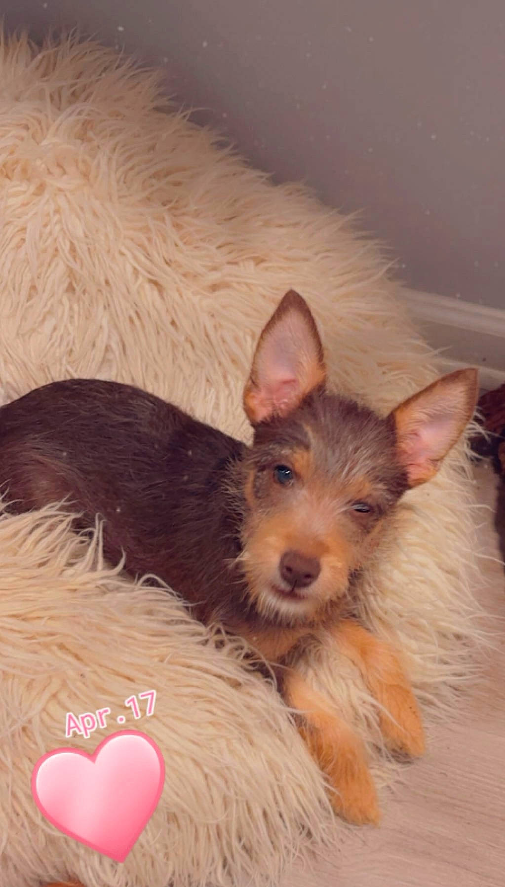 Coco joined the competition — help win amazing prizes! canidae, carnivore, companion_dog, dog, dog_breed, dog_supply, ear, event, fawn, fur, liver, natural_material, small_terrier, snout, sporting_group, terrestrial_animal, toy_dog, whiskers, working_animal