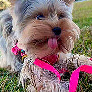 Trixie is registered to the contest to win money with this photo: dog, small_dog, yorkshire_terrier, tongue_out, pink_harness, pink_leash, grass, outdoor, pet, cute, fur, playful, animal, canine, close_up, sunset, nature, ears, muzzle, tongue
