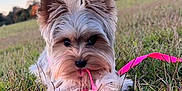 Trixie is registered to the contest to win money with this photo: dog, small_dog, fluffy, grass, outdoor, leash, playful, cute, pet, nature, sunset, field, animal, fur, tongue, ears, closeup, young_dog, canine, adorable