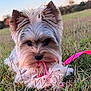 dog, small_dog, fluffy, grass, outdoor, leash, playful, cute, pet, nature, sunset, field, animal, fur, tongue, ears, closeup, young_dog, canine, adorable