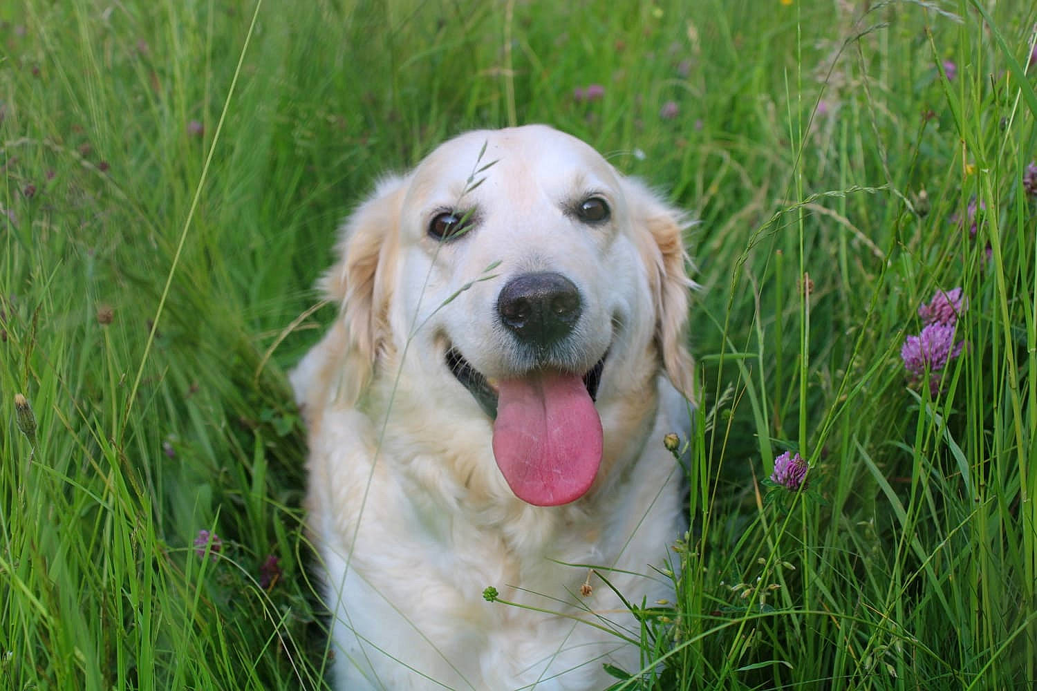 Joye participe au concours pour gagner de l'argent avec cette photo : carnivore, companion_dog, dog, dog_breed, fang, flower, grass, grass_family, grassland, gun_dog, happy, herbaceous_plant, kuvasz, plant, poales, prairie, sporting_group, terrestrial_animal, whiskers, working_dog