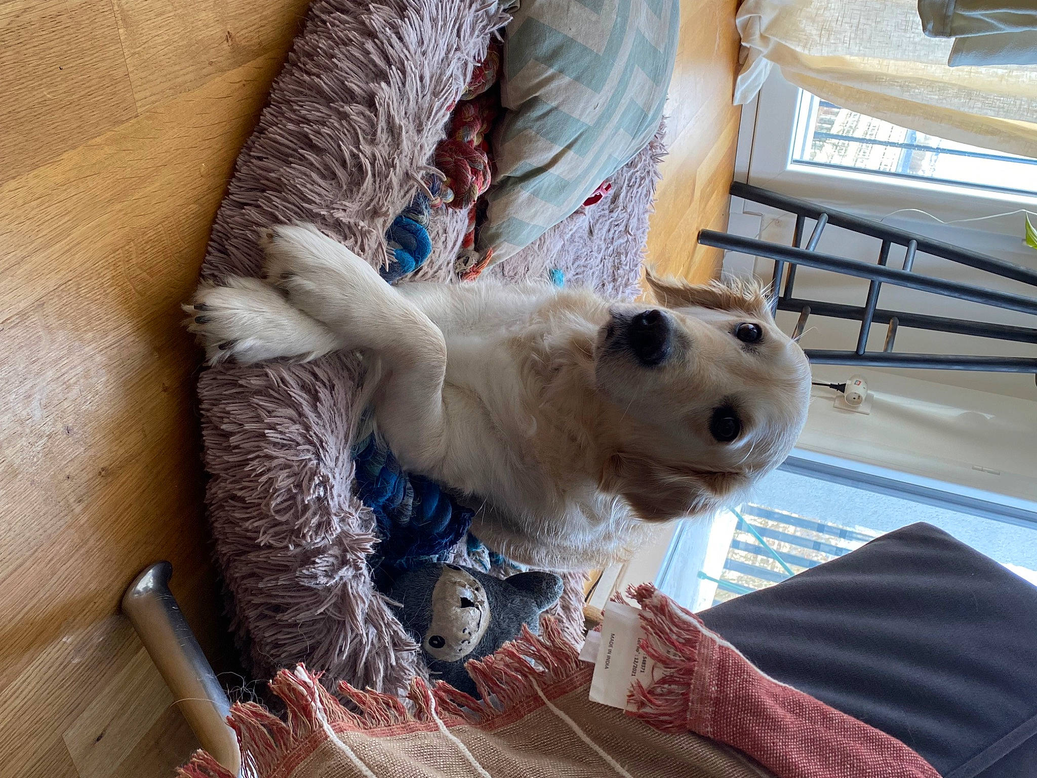 Joye participe au concours pour gagner de l'argent avec cette photo : canidae, carnivore, collar, comfort, companion_dog, couch, dog, dog_breed, dog_supply, fawn, fur, non_sporting_group, pet_supply, plush, puppy, sporting_group, stuffed_toy, toy, toy_dog, working_animal