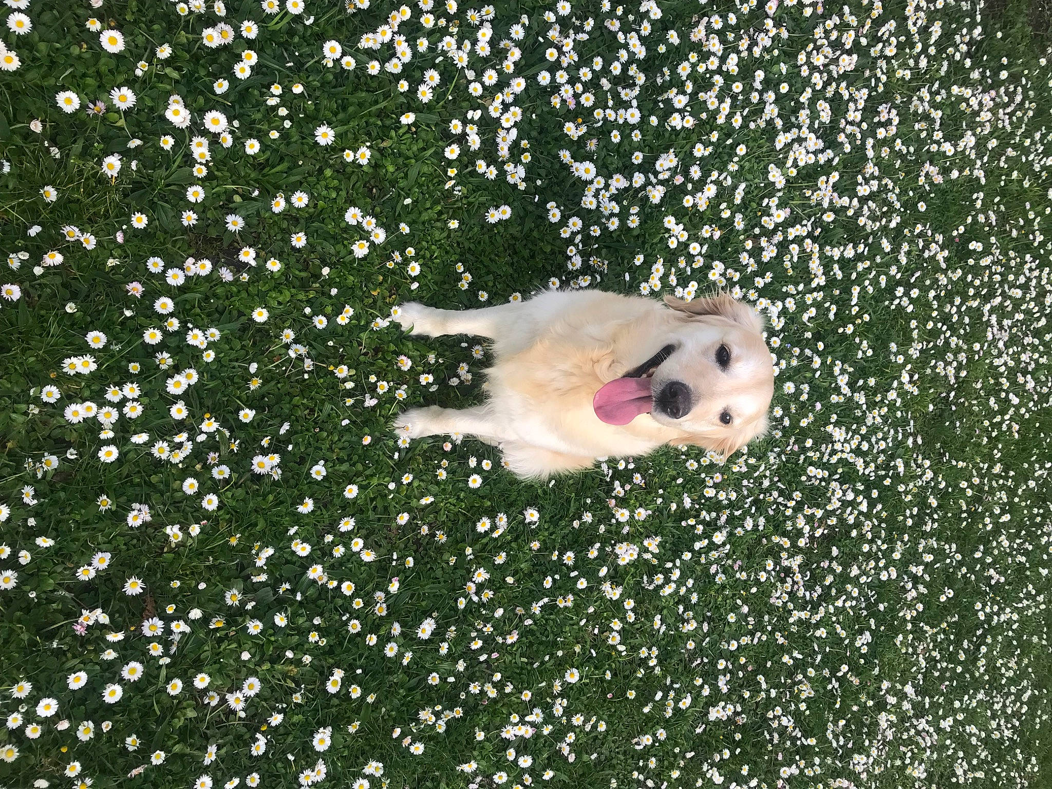 Joye participe au concours pour gagner de l'argent avec cette photo : annual_plant, art, botany, companion_dog, dog_breed, flooring, flower, flowering_plant, font, grass, groundcover, happy, pattern, people_in_nature, petal, plant, shrub, sporting_group, tail, water