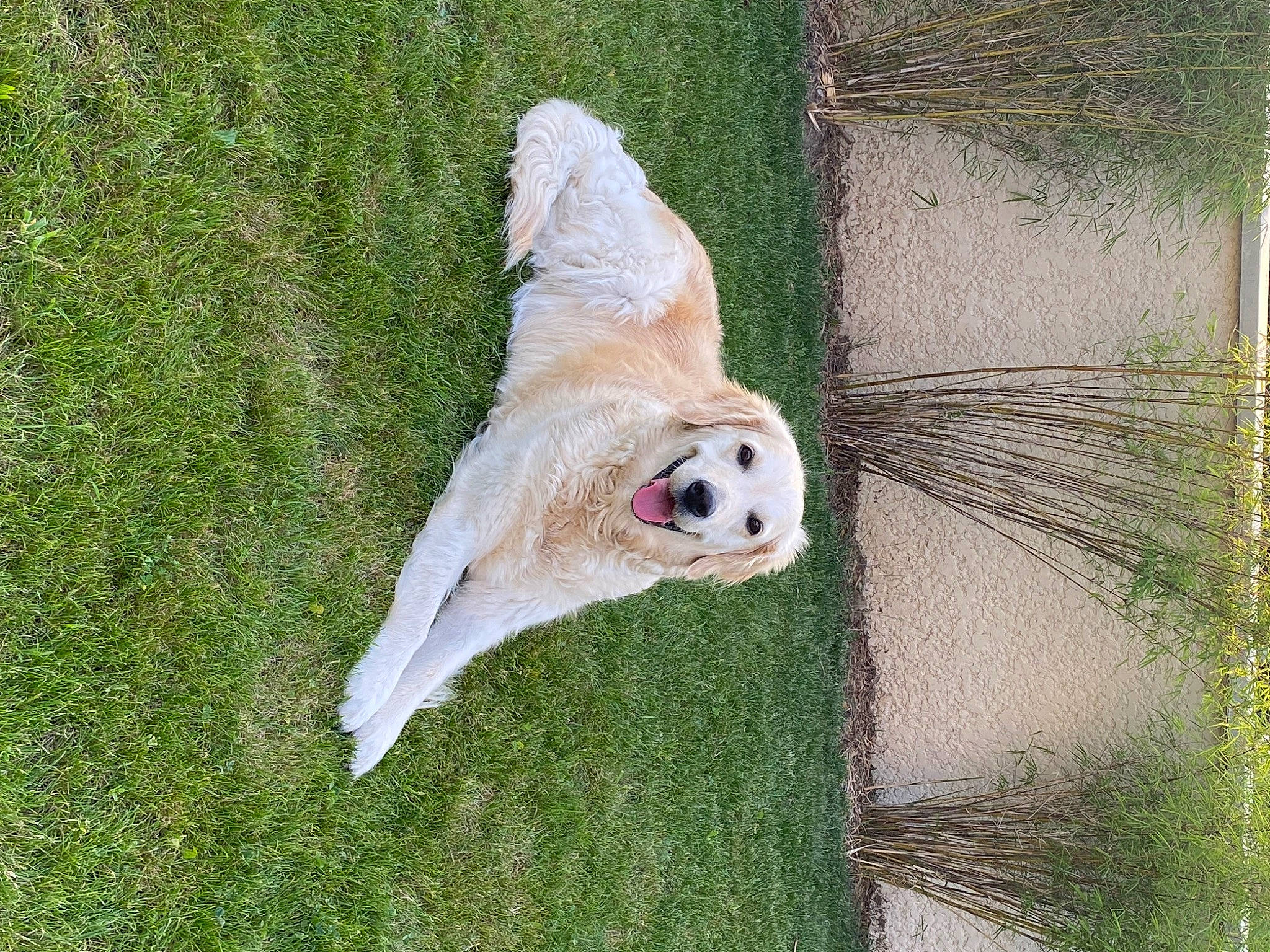 Joye a rejoint le concours — aidez-le/la à gagner de superbes lots ! animal_shelter, canidae, carnivore, companion_dog, dog, dog_breed, dog_supply, fawn, fur, grass, non_sporting_group, pasture, plant, retriever, tail, terrestrial_animal, whiskers, wood, working_animal