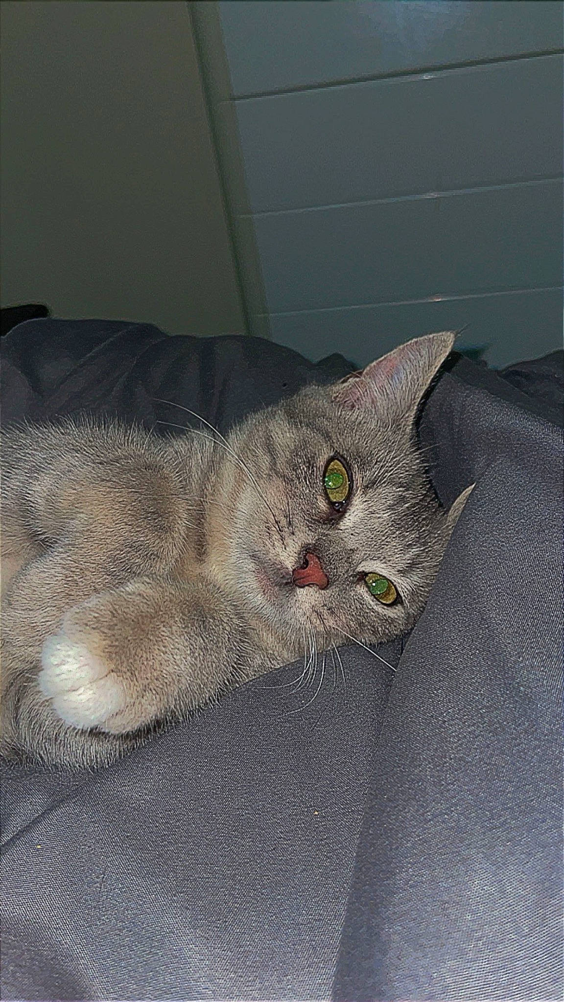 Athéna participe au concours pour gagner de l'argent avec cette photo : carnivore, cat, cat_bed, claw, comfort, couch, domestic_short_haired_cat, eye, fawn, felidae, fur, head, nap, paw, small_to_medium_sized_cats, snout, tail, whiskers