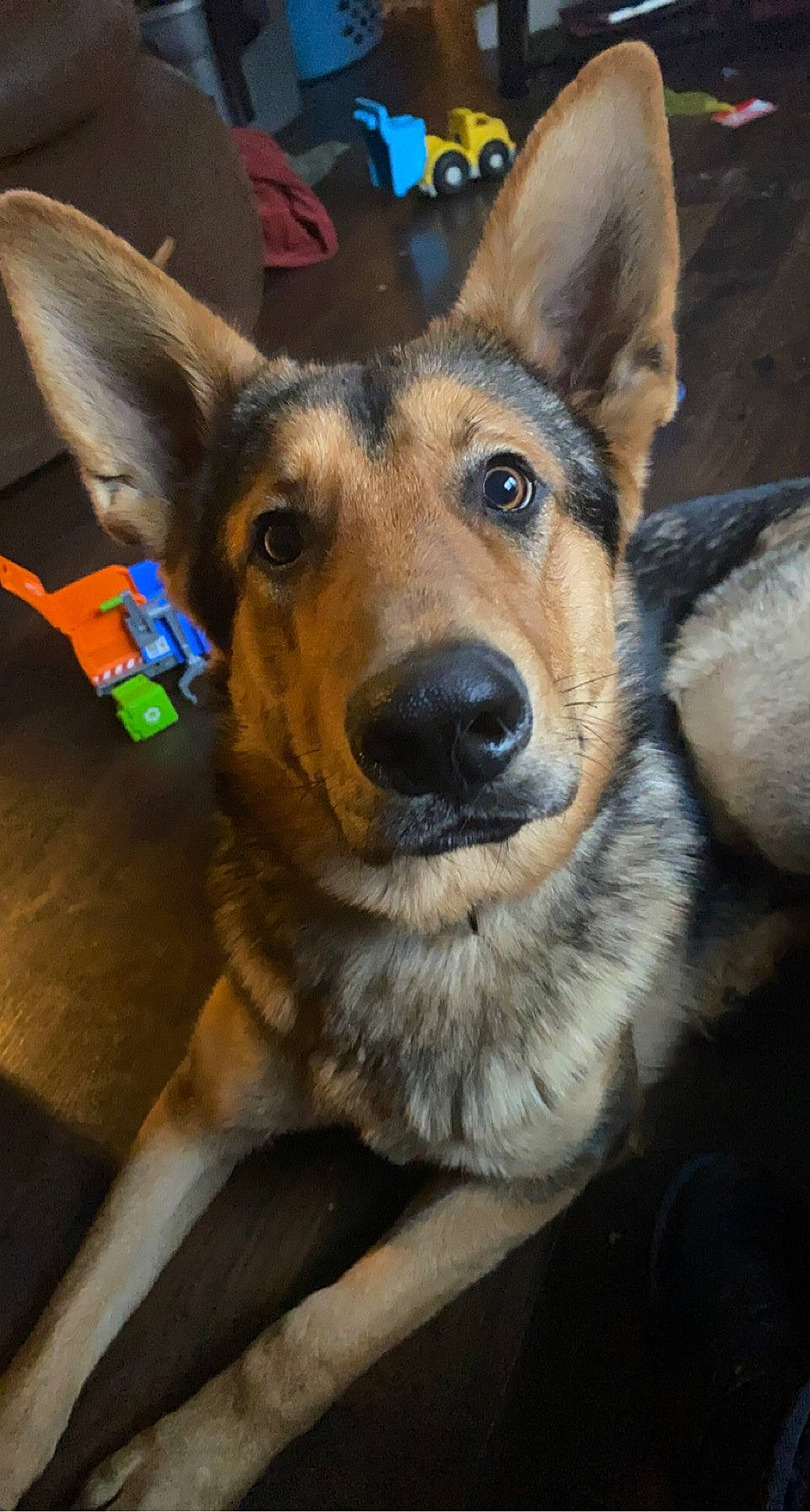 Bear is registered to the contest to win money with this photo: canidae, carnivore, collar, dog, dog_breed, east_european_shepherd, fawn, fur, german_shepherd_dog, guard_dog, herding_dog, jaw, king_shepherd, pet_supply, police_dog, snout, sporting_group, vertebrate, whiskers, working_animal