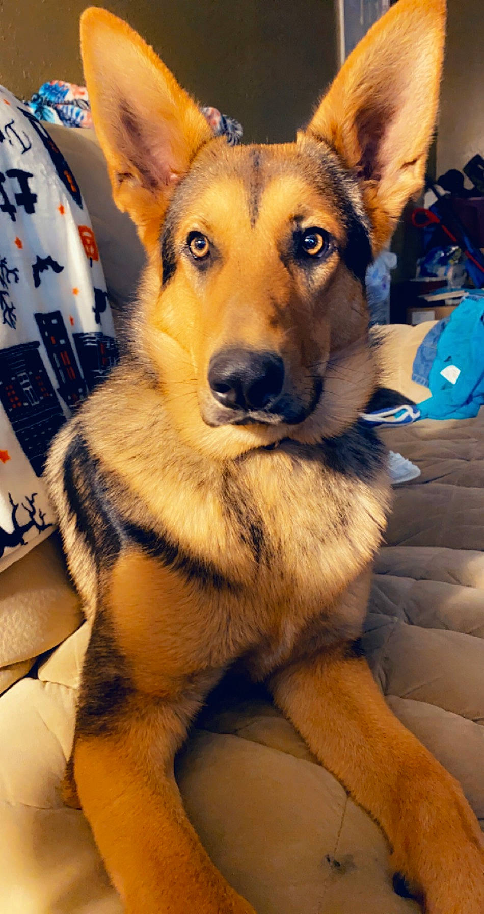 Bear joined the competition — help win amazing prizes! ancient_dog_breeds, canidae, carnivore, collar, dog, dog_breed, dog_supply, fur, guard_dog, herding_dog, snout, sporting_group, whiskers, working_animal, working_dog, yellow