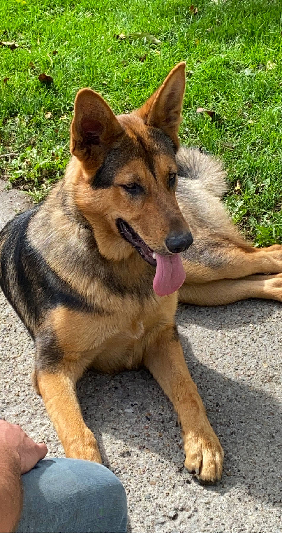 Bear is registered to the contest to win money with this photo: canidae, carnivore, collar, denim, dog, dog_breed, east_european_shepherd, fawn, foot, german_shepherd_dog, guard_dog, herding_dog, king_shepherd, law_enforcement, police_dog, snout, sporting_group, vertebrate, working_animal, working_dog