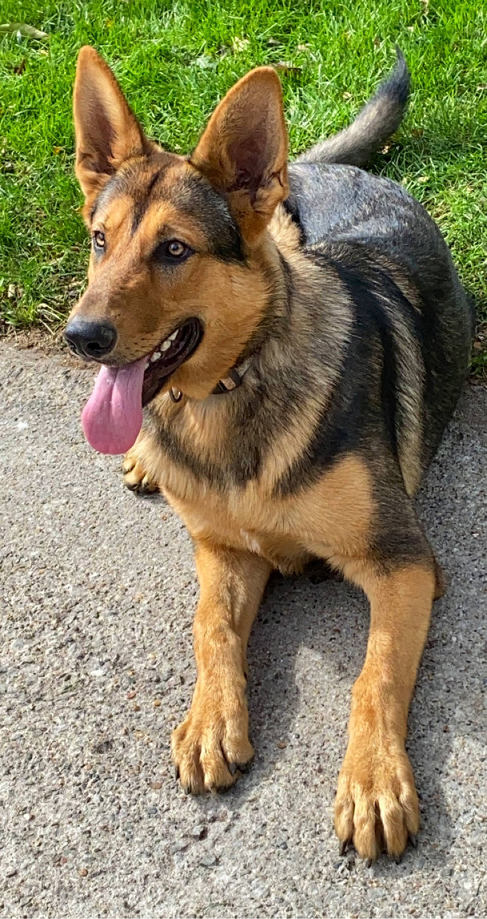 Bear is registered to the contest to win money with this photo: canidae, carnivore, collar, dog, dog_breed, east_european_shepherd, fawn, foot, german_shepherd_dog, grass, guard_dog, herding_dog, king_shepherd, pet_supply, police_dog, snout, sporting_group, tongue, vertebrate, working_animal