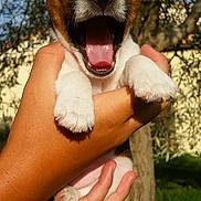 Cuba a rejoint le concours — aidez-le/la à gagner de superbes lots ! puppy, dog, yawning, pet, animal, outdoor, hands, grass, tree, sunlight, nature, cute, small, white_paws, brown_fur, adorable, close_up, daylight, joyful, sleepy