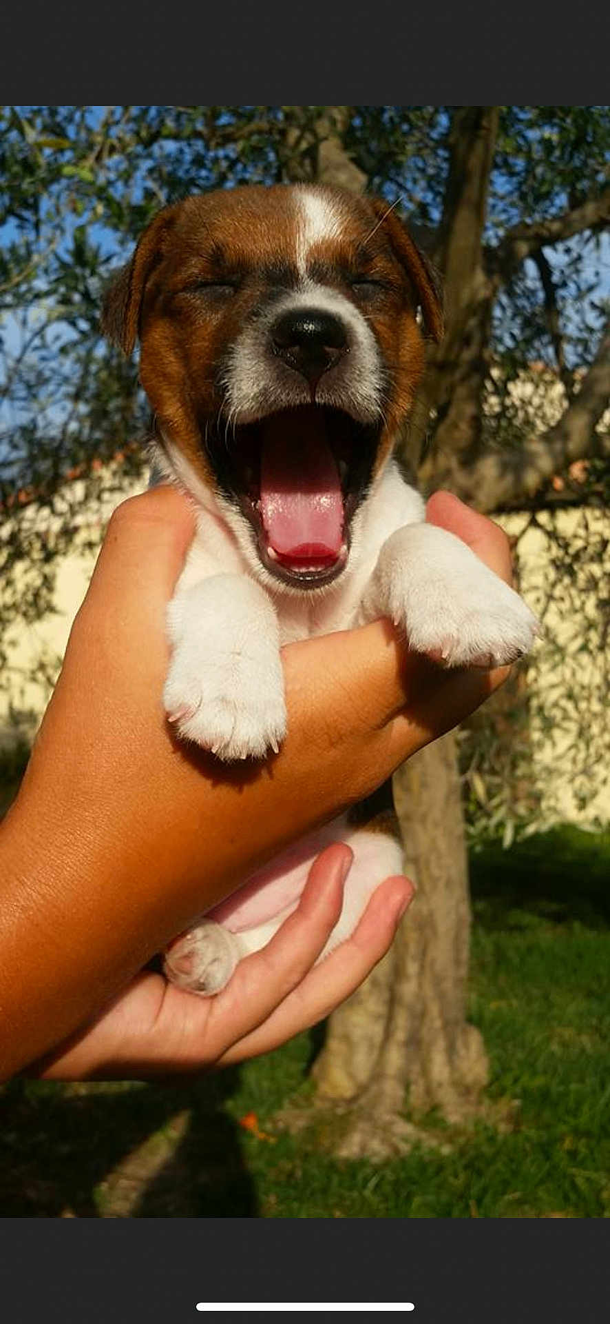 Cuba a rejoint le concours — aidez-le/la à gagner de superbes lots ! puppy, dog, yawning, pet, animal, outdoor, hands, grass, tree, sunlight, nature, cute, small, white_paws, brown_fur, adorable, close_up, daylight, joyful, sleepy