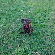 Abbie joined the competition — help win amazing prizes! puppy, dog, grass, outdoor, pet, animal, collar, green, field, cute, young, nature, sitting, alone, small, leaf, playful, canine, fur, adorable