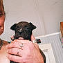 Ziggy is registered to the contest to win money with this photo: puppy, dog, hand, person, rings, indoor, ceiling, door, wall, fingernails, jewelry, skin, closeup, cute, pet, animal, small, holding, face, expression