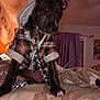 dog, puppy, plaid_shirt, hoodie, leash, bed, blanket, indoor, curious, pet, canine, ears_up, collar, furniture, room, curtain, soft_lighting, animal, domestic, young_dog