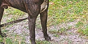 Ziggy is registered to the contest to win money with this photo: alert, animal, brindle, canine, collar, daylight, dog, ears, expression, four_legs, fur, grass, ground, leash, muzzle, nature, outdoor, pet, side_view, standing