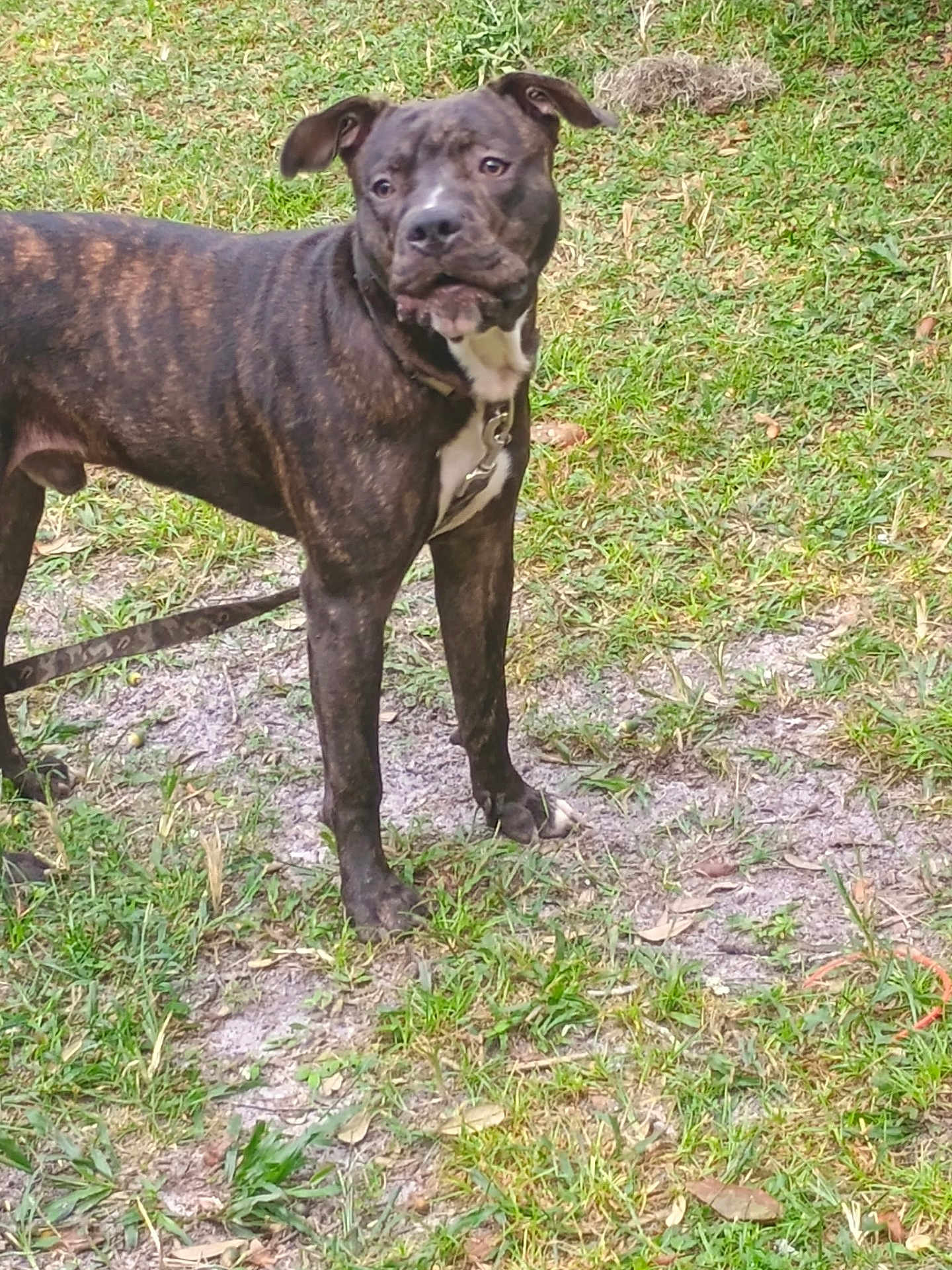 Ziggy