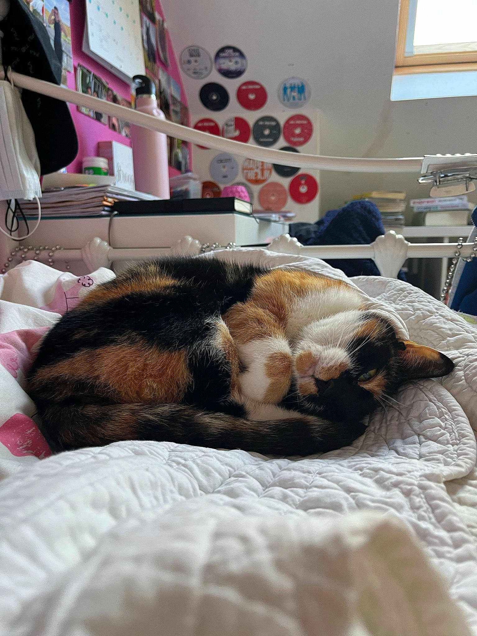 Holly joined the competition — help win amazing prizes! bed, bed_sheet, bedding, bedroom, carnivore, cat, comfort, companion_dog, dog_breed, domestic_short_haired_cat, duvet, felidae, flooring, fur, linens, room, small_to_medium_sized_cats, whiskers, window, window_blind