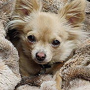 Hannah joined the competition — help win amazing prizes! beige, blanket, chihuahua, close_up, collar, cozy, cuddle, dog, eyes, fur, indoor, large_ears, long_hair, looking_at_camera, nose, pet, portrait, small_dog, soft_texture, warm_tone