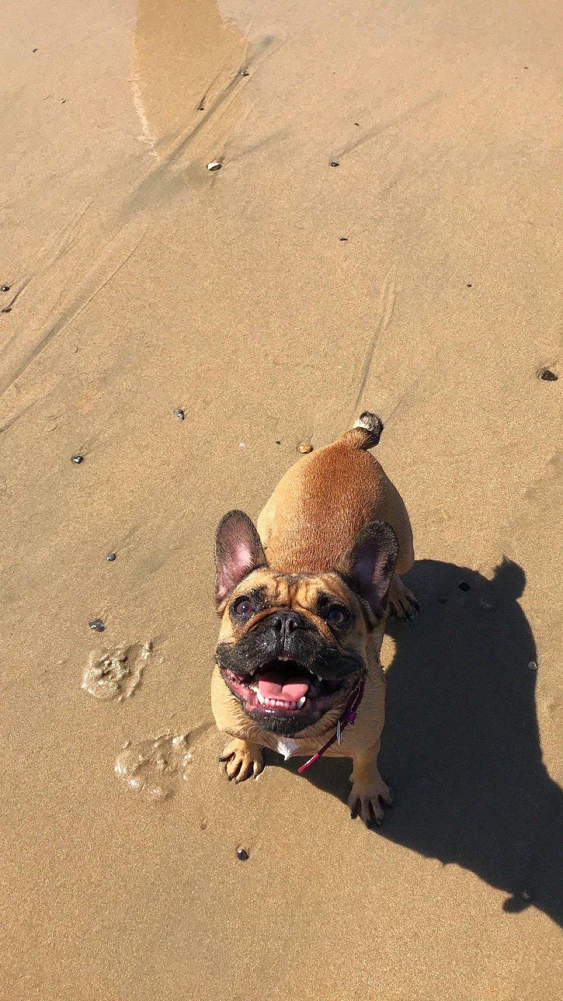 Oprah a rejoint le concours — aidez-le/la à gagner de superbes lots ! beach, bulldog, canidae, carnivore, companion_dog, dog, dog_breed, dog_walking, fawn, french_bulldog, mammal, non_sporting_group, pug, puppy, sand, snout, toy_bulldog, toy_dog, vacation