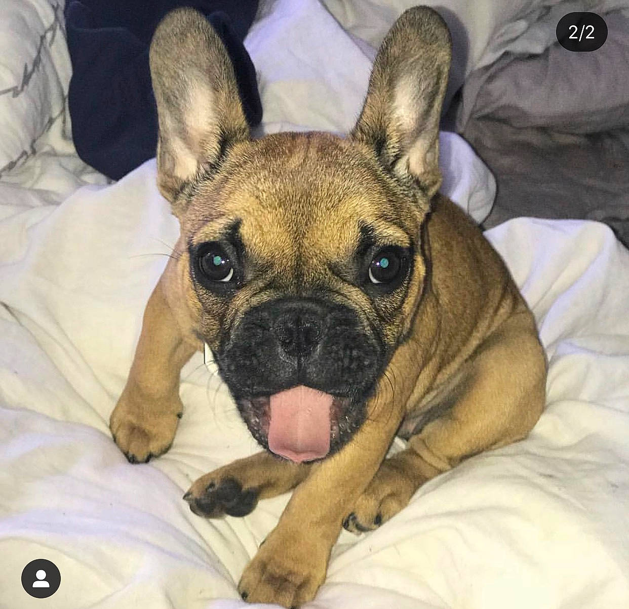 Oprah a rejoint le concours — aidez-le/la à gagner de superbes lots ! ancient_dog_breeds, bulldog, canidae, carnivore, companion_dog, dog, dog_breed, ear, fawn, french_bulldog, mammal, molosser, non_sporting_group, puppy, rare_breed_dog, snout, toy_bulldog, vertebrate