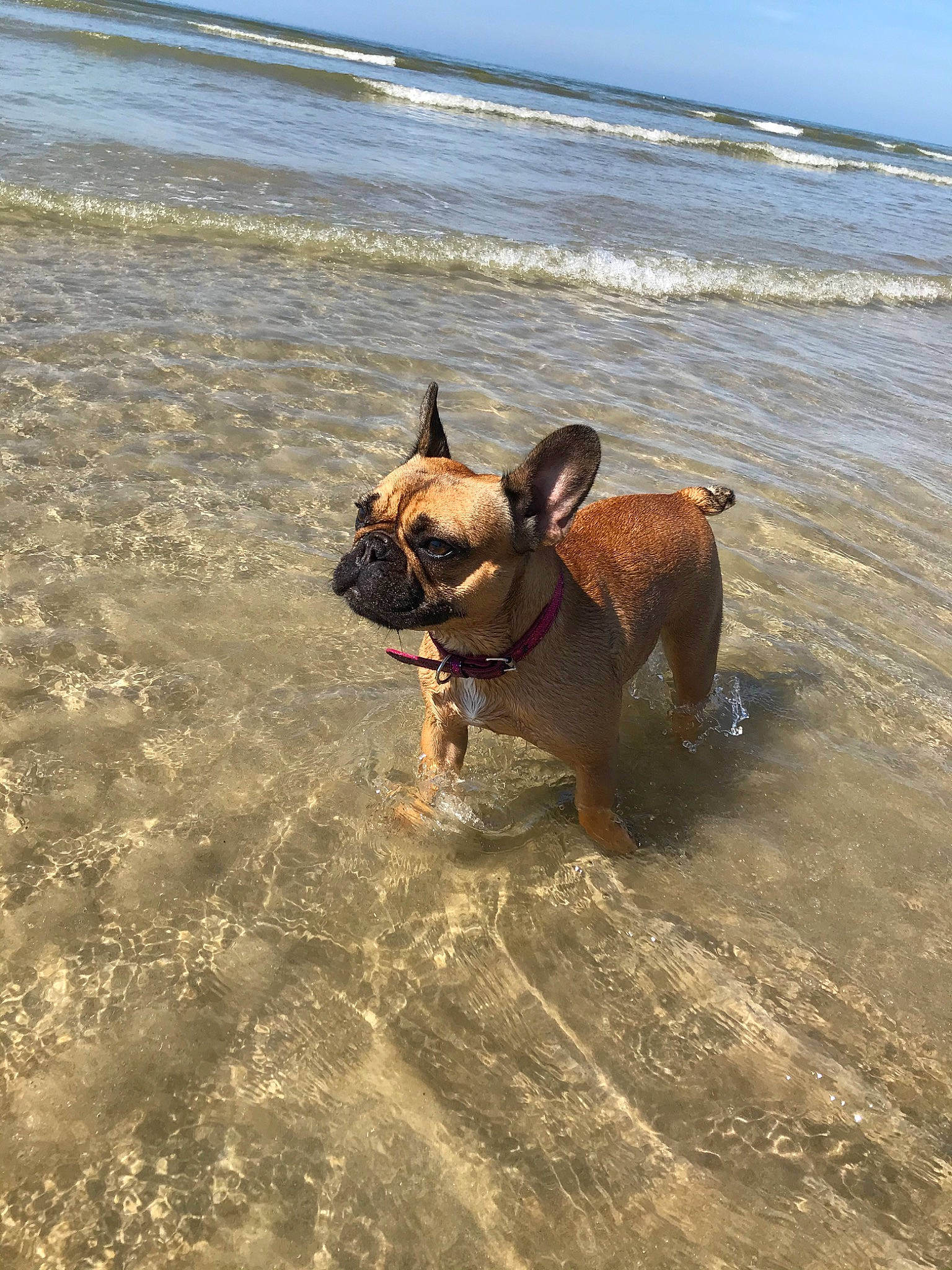 Oprah a rejoint le concours — aidez-le/la à gagner de superbes lots ! beach, bulldog, canidae, carnivore, coast, companion_dog, dog, dog_breed, dog_walking, fawn, french_bulldog, fun, leash, non_sporting_group, ocean, olde_english_bulldogge, sea, snout, toy_bulldog, vacation