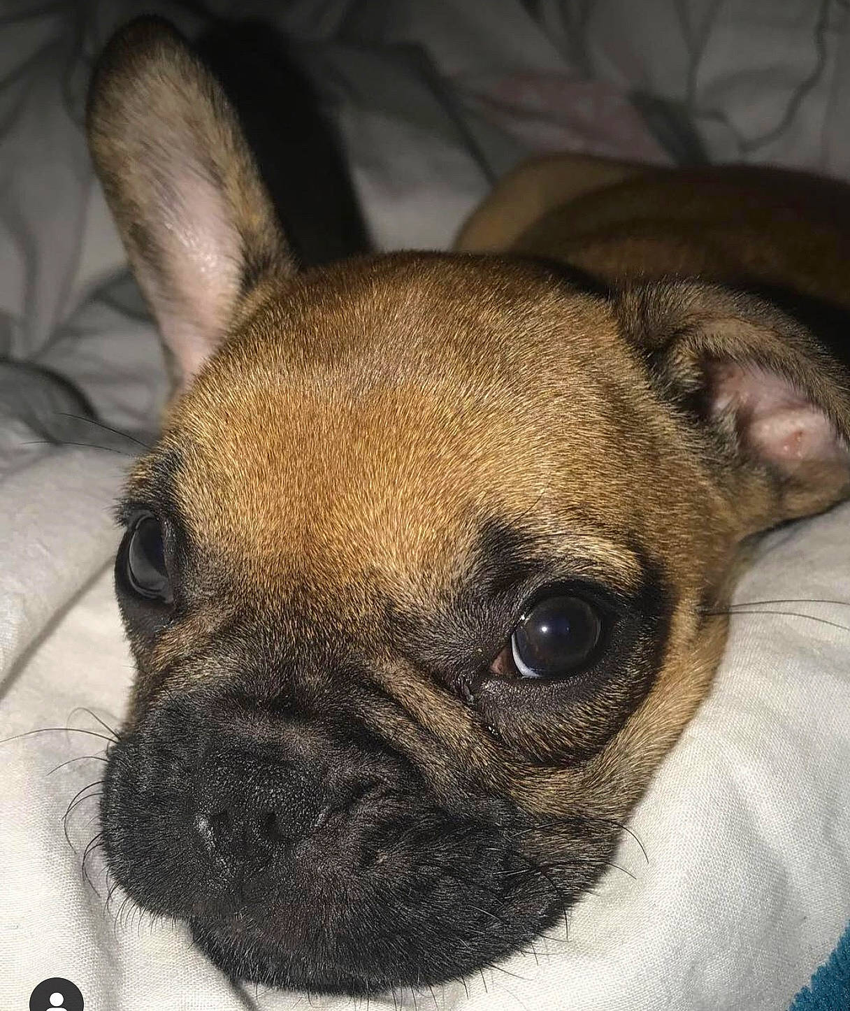 Oprah participe au concours pour gagner de l'argent avec cette photo : bulldog, canidae, carnivore, companion_dog, dog, dog_breed, ear, fawn, french_bulldog, mammal, non_sporting_group, nose, pug, puppy, skin, snout, toy_bulldog, toy_dog, vertebrate, whiskers