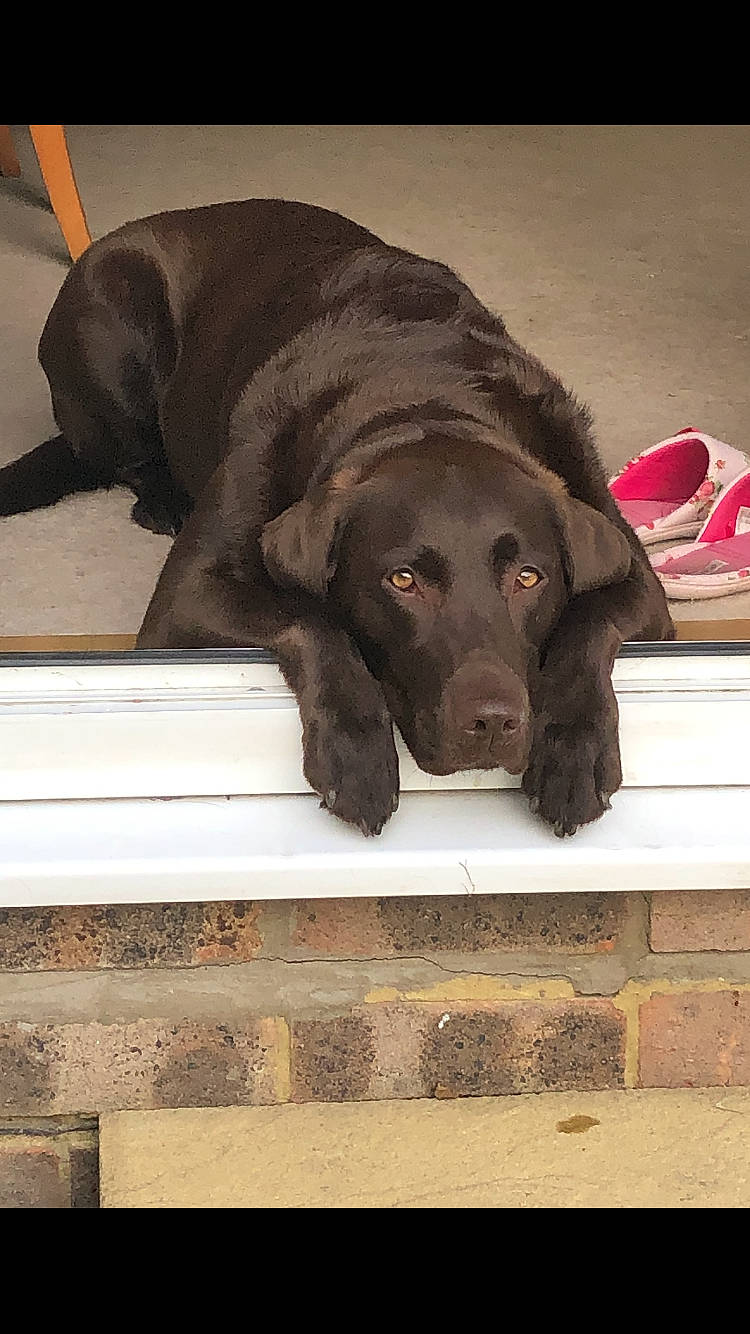 Donut joined the competition — help win amazing prizes! borador, brown, canidae, carnivore, comfort, companion_dog, dog, dog_breed, dog_collar, fawn, flooring, fur, gun_dog, liver, retriever, snout, sporting_group, terrestrial_animal, wood, working_animal