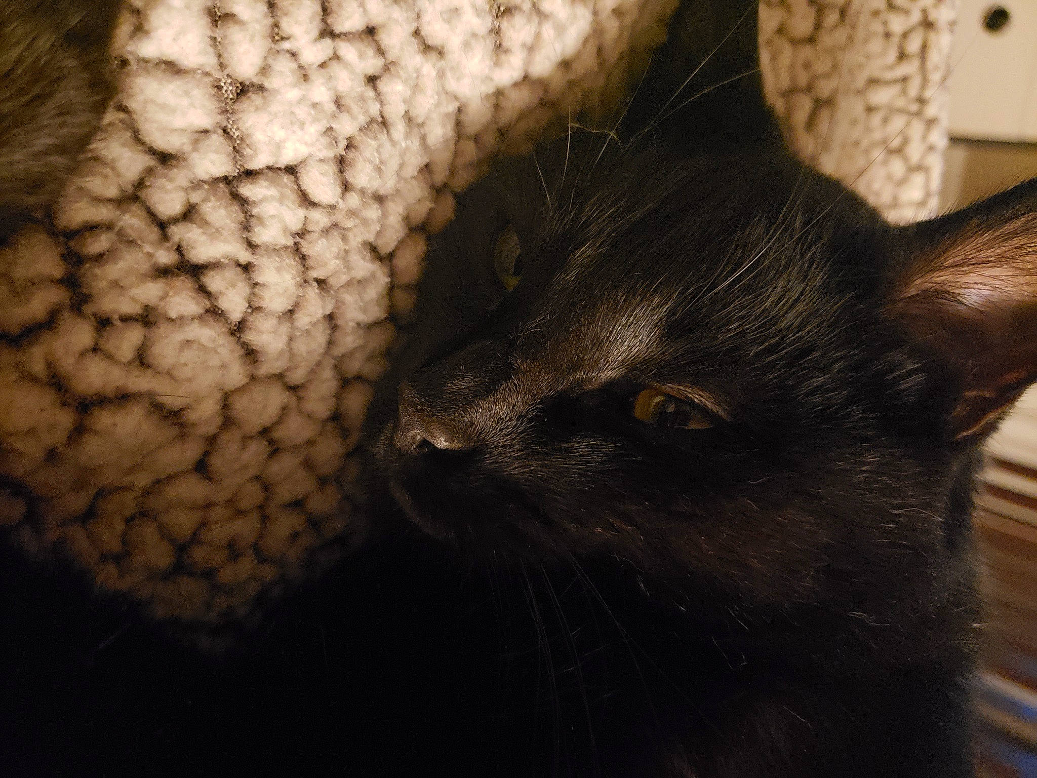 Sourpatch is registered to the contest to win money with this photo: black_cat, bombay, carnivore, cat, claw, close_up, domestic_short_haired_cat, felidae, fur, monochrome_photography, pattern, paw, small_to_medium_sized_cats, snout, tail, terrestrial_animal, vertebrate, whiskers, window