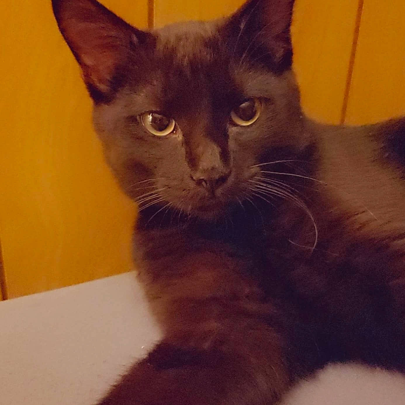 Sourpatch is registered to the contest to win money with this photo: black_cat, carnivore, cat, cat_supply, domestic_short_haired_cat, ear, eye, felidae, fur, small_to_medium_sized_cats, snout, tail, terrestrial_animal, whiskers, window