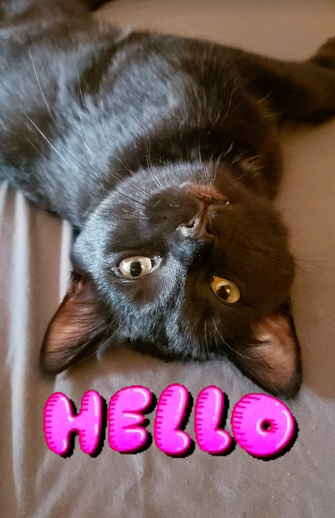 Sourpatch joined the competition — help win amazing prizes! biting, carnivore, cat, claw, close_up, comfort, eye, felidae, foot, fur, gesture, liver, magenta, nail, paw, primate, small_to_medium_sized_cats, snout, terrestrial_animal, whiskers