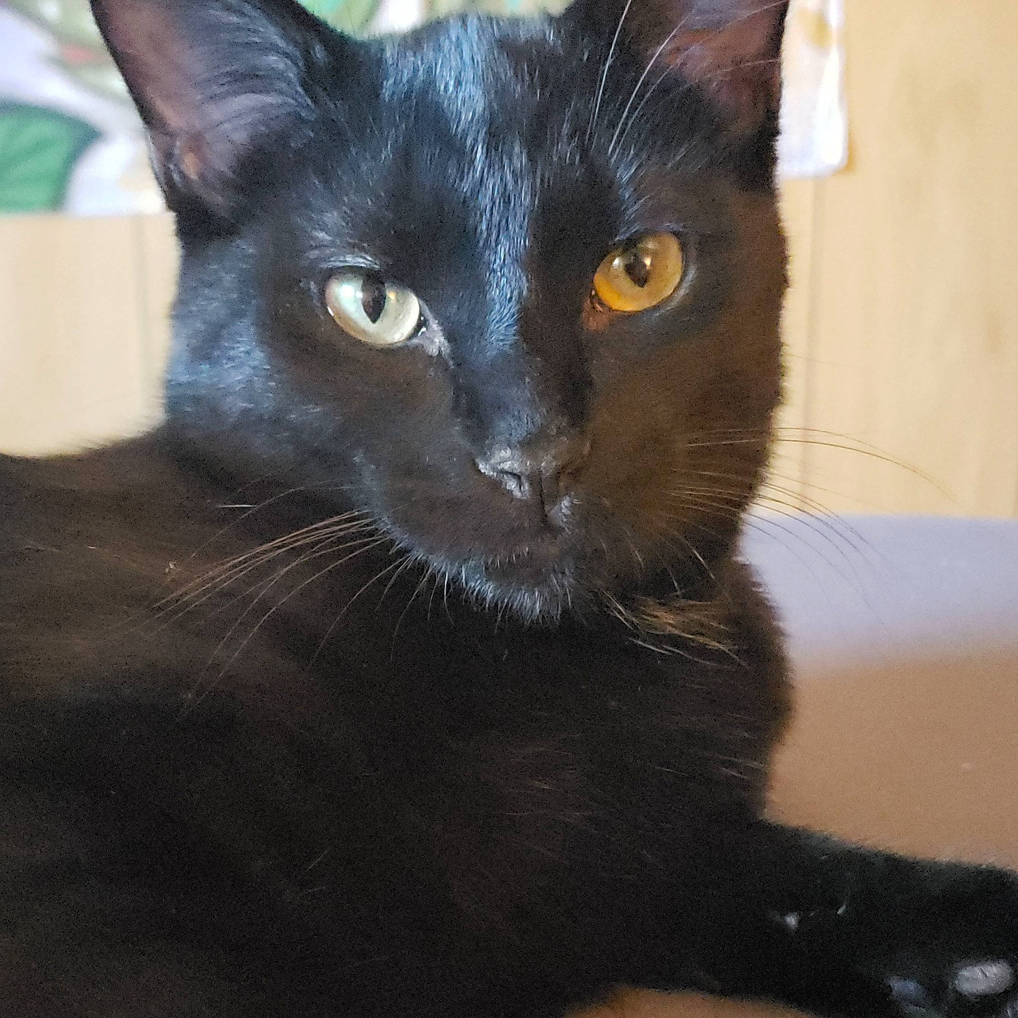 Sourpatch is registered to the contest to win money with this photo: black_cat, bombay, carnivore, cat, domestic_short_haired_cat, felidae, fur, small_to_medium_sized_cats, snout, terrestrial_animal, whiskers