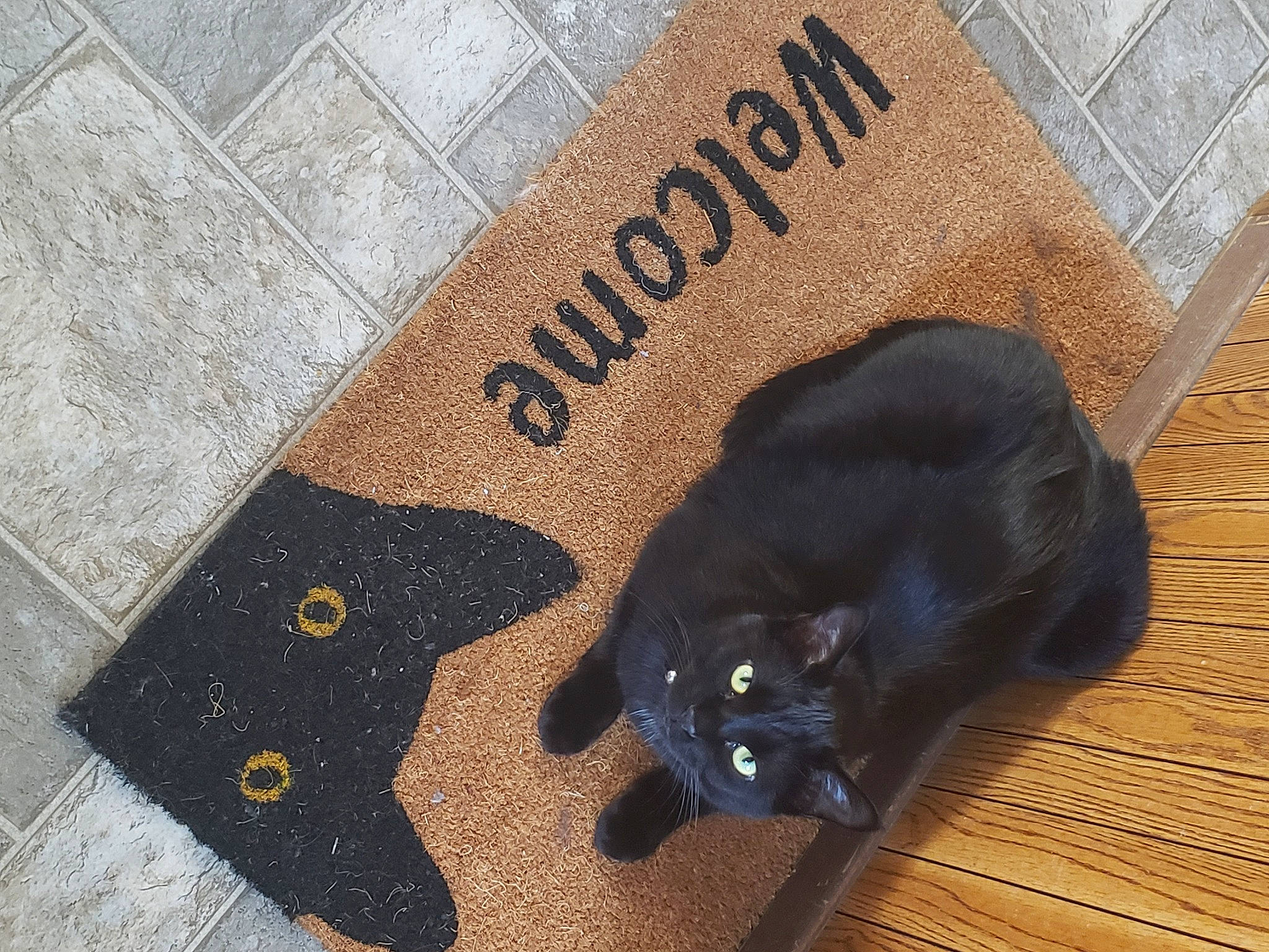 Sourpatch is registered to the contest to win money with this photo: black, black_cat, bombay, carnivore, cat, domestic_short_haired_cat, electric_blue, fashion_accessory, felidae, flooring, font, fur, hardwood, linens, rectangle, sleeve, small_to_medium_sized_cats, tail, whiskers, wood