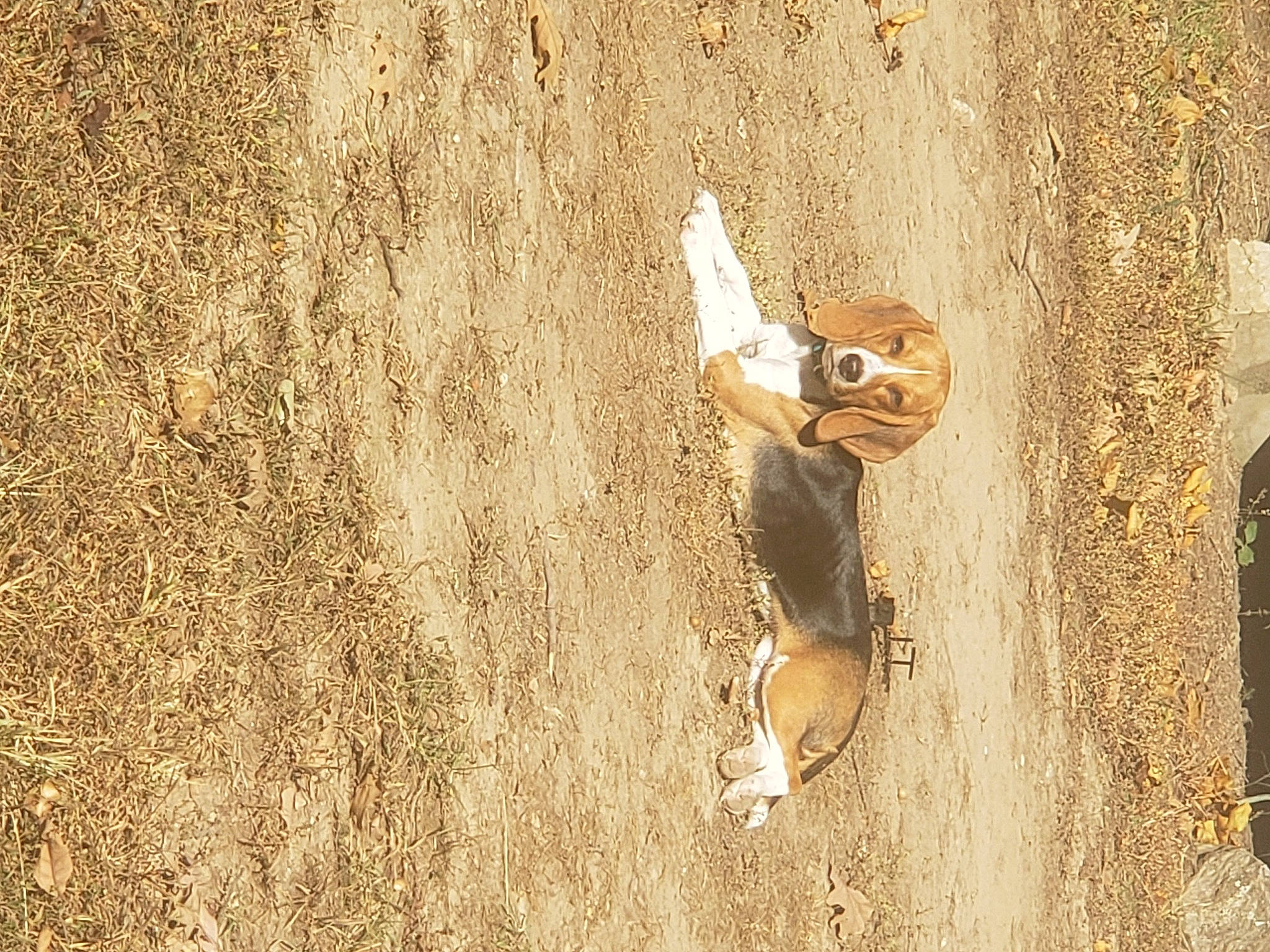 Zoey is registered to the contest to win money with this photo: adventure, beach, elbow, fawn, fun, happy, landscape, leisure, people_in_nature, recreation, sand, shadow, soil, sport_climbing, sunglasses, thigh, toy, trunk, wildlife, wood