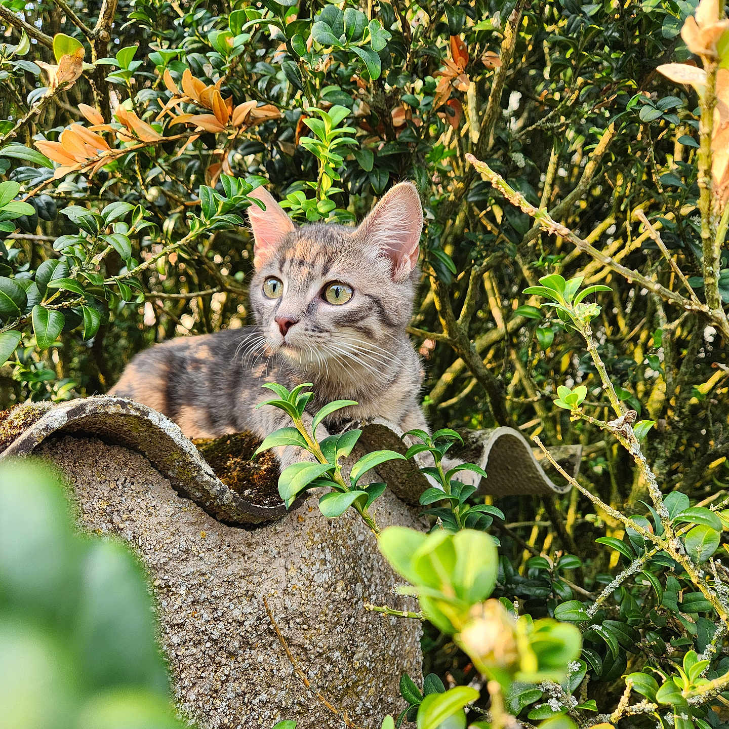 Wiloo a rejoint le concours — aidez-le/la à gagner de superbes lots ! animal, cat, curious, ears, eyes, foliage, garden, greenery, kitten, mammal, nature, outdoor, pet, plant, stone, sunlight, tabby, texture, whiskers, young