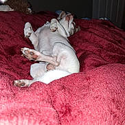 Kodak is registered to the contest to win money with this photo: dog, pet, sleeping, lying_down, blanket, red_blanket, indoor, cozy, relaxed, puppy, animal, paw, fur, home, bedroom, door, resting, cute, small_dog, canine