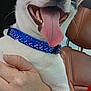 Max is registered to the contest to win money with this photo: dog, pet, happy, tongue_out, collar, bone_pattern, white_fur, black_patch, car_interior, leather_seat, human_hand, close_up, animal, companion, smiling, friendly, indoor, transportation, seatbelt, canine