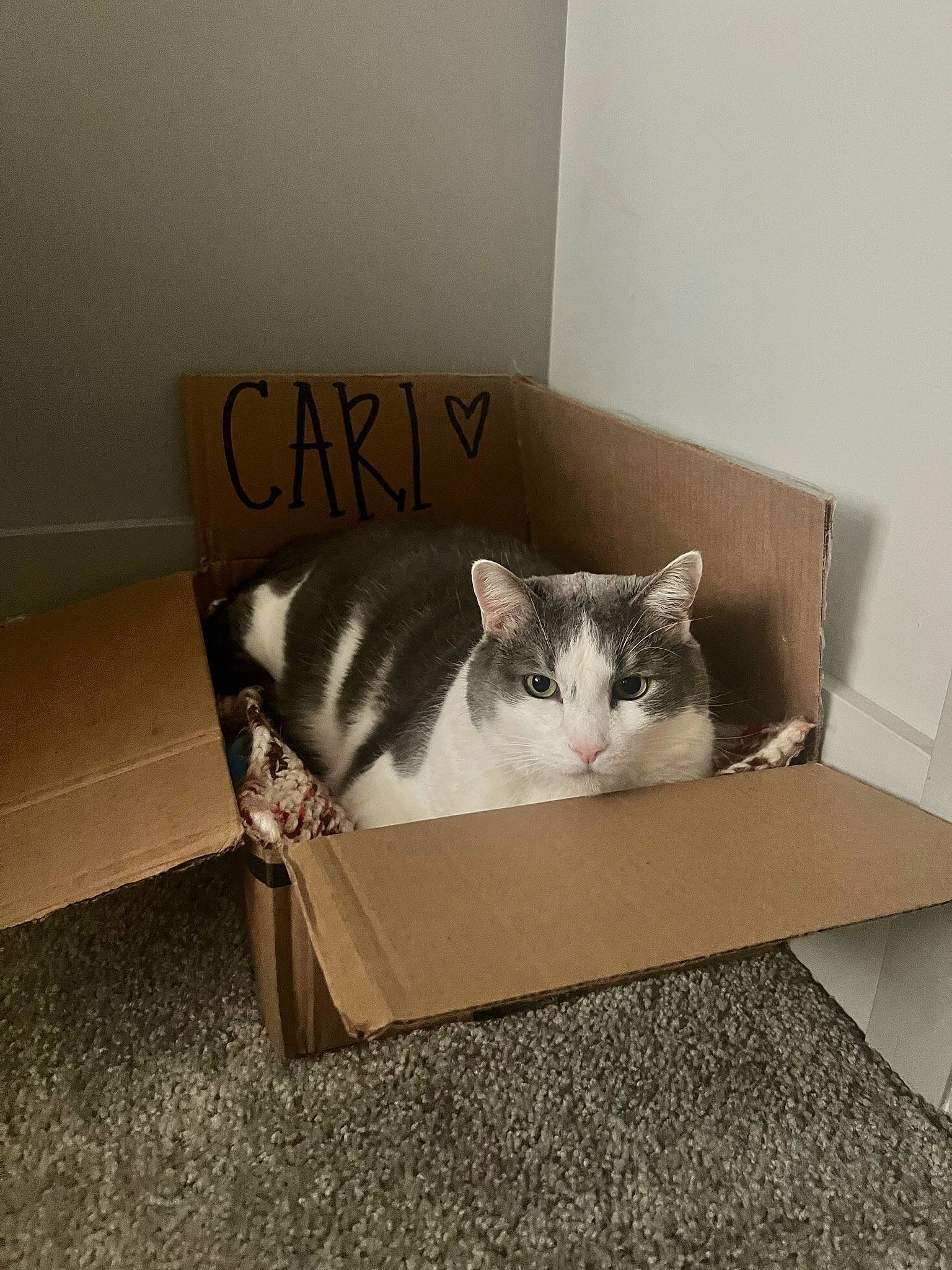Carlos joined the competition — help win amazing prizes! box, cardboard, carnivore, cat, cat_supply, comfort, domestic_short_haired_cat, felidae, fur, grey, metal, packaging_and_labeling, paper_product, pet_supply, rectangle, room, small_to_medium_sized_cats, table, whiskers, window