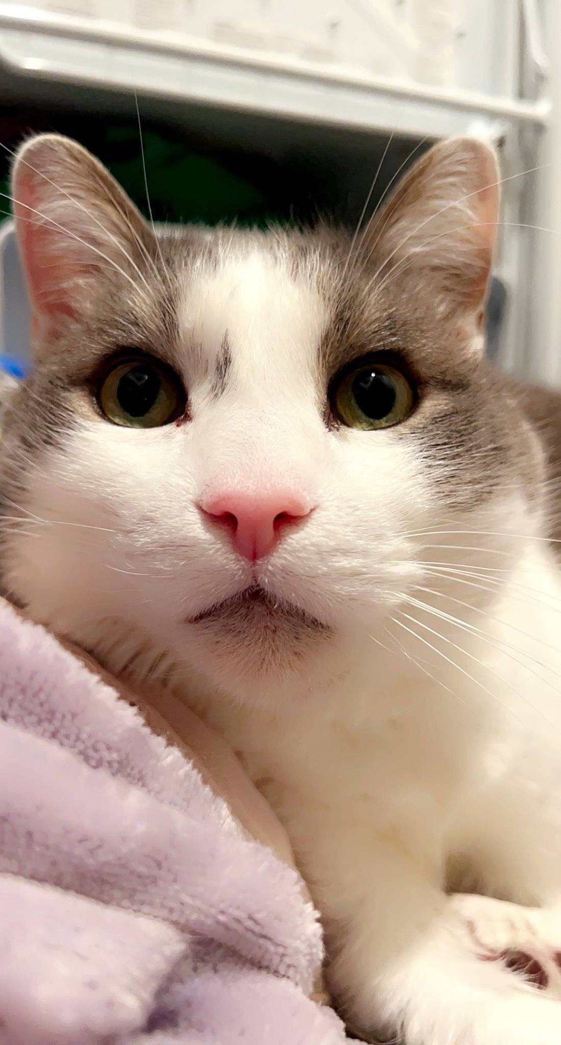 Carlos joined the competition — help win amazing prizes! carnivore, cat, domestic_short_haired_cat, felidae, fur, iris, no_expression, pet_supply, small_to_medium_sized_cats, snout, terrestrial_animal, whiskers