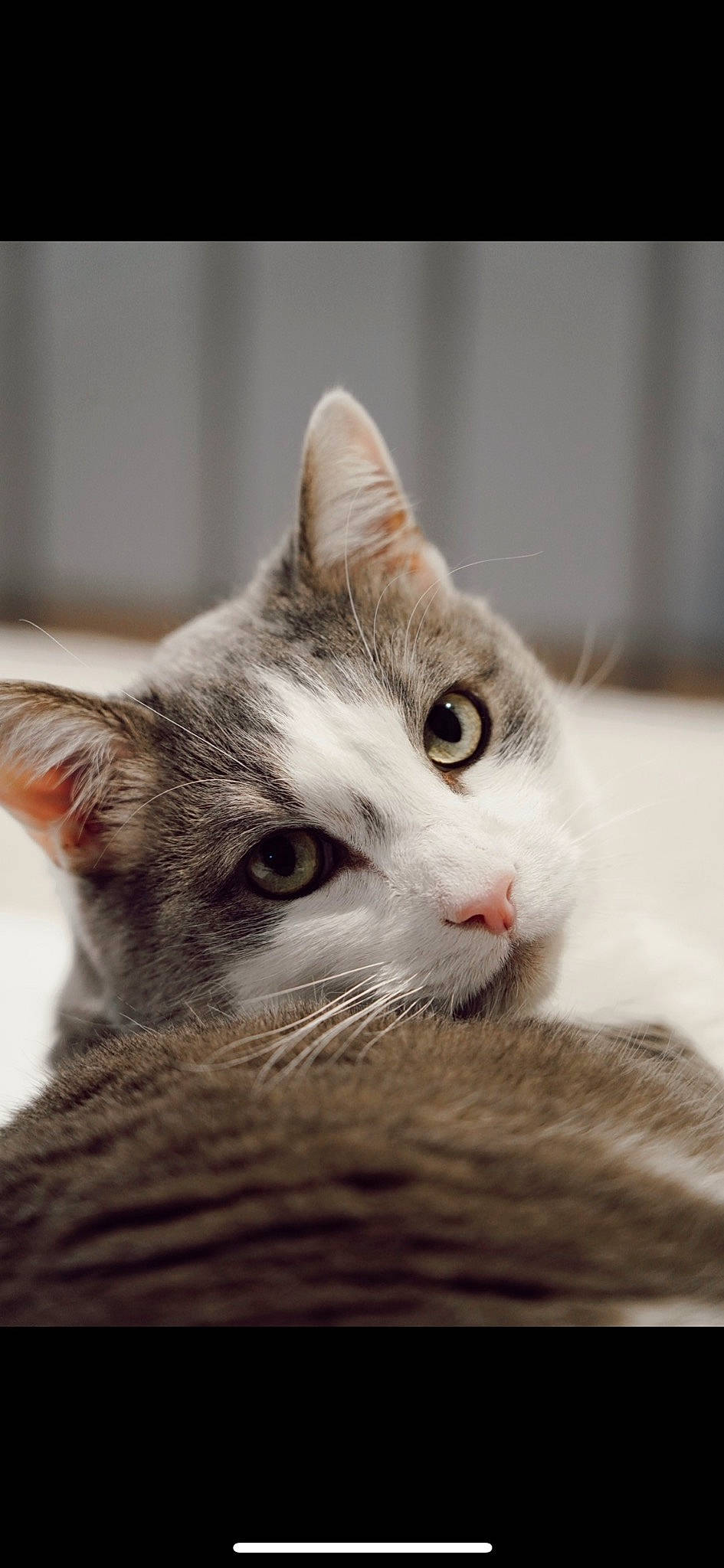 Carlos joined the competition — help win amazing prizes! carnivore, cat, domestic_short_haired_cat, felidae, fur, small_to_medium_sized_cats, snout, whiskers