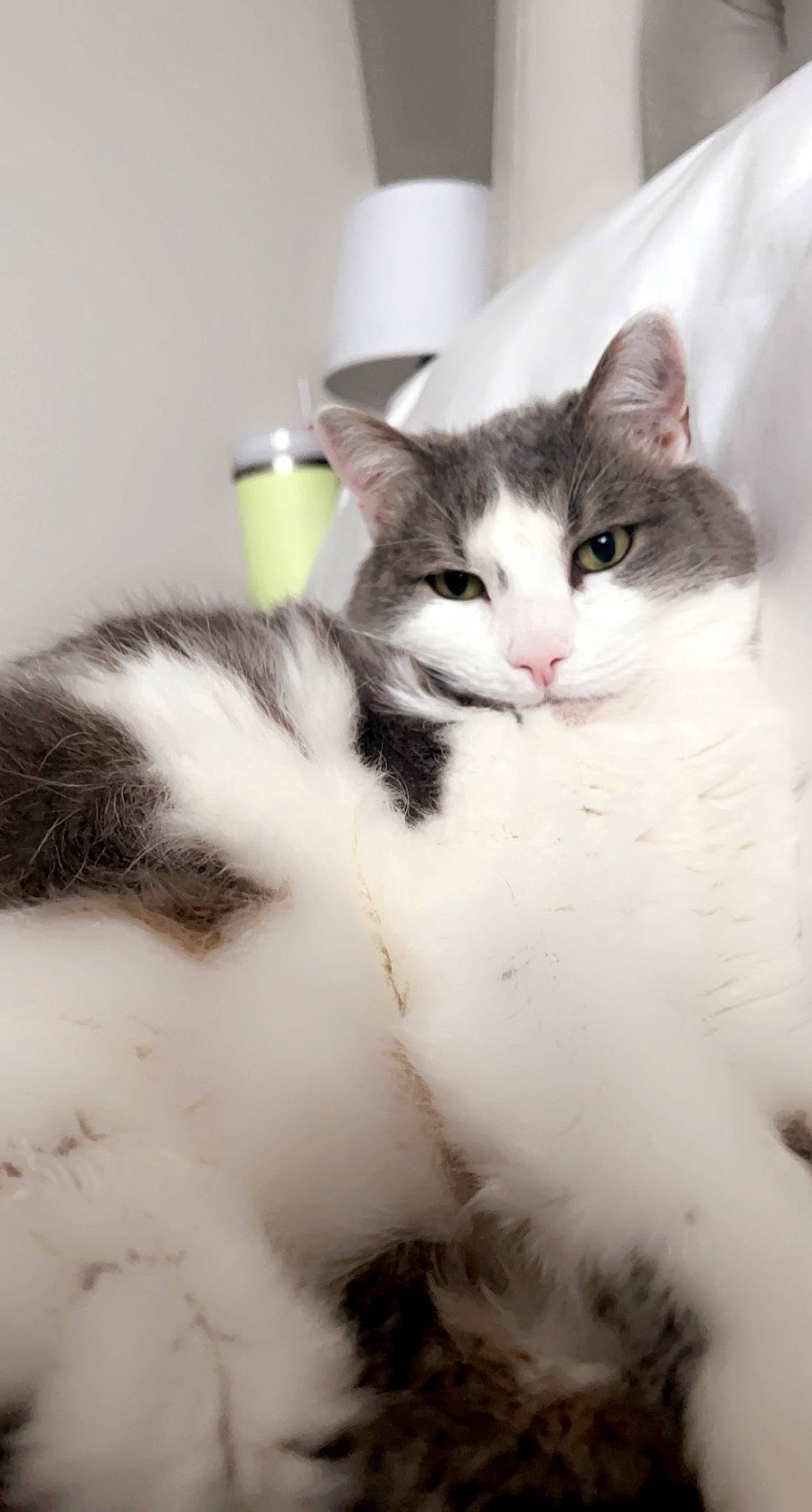 Carlos is registered to the contest to win money with this photo: carnivore, cat, domestic_short_haired_cat, door, felidae, fur, paw, small_to_medium_sized_cats, snout, tail, tree, whiskers, window, wood