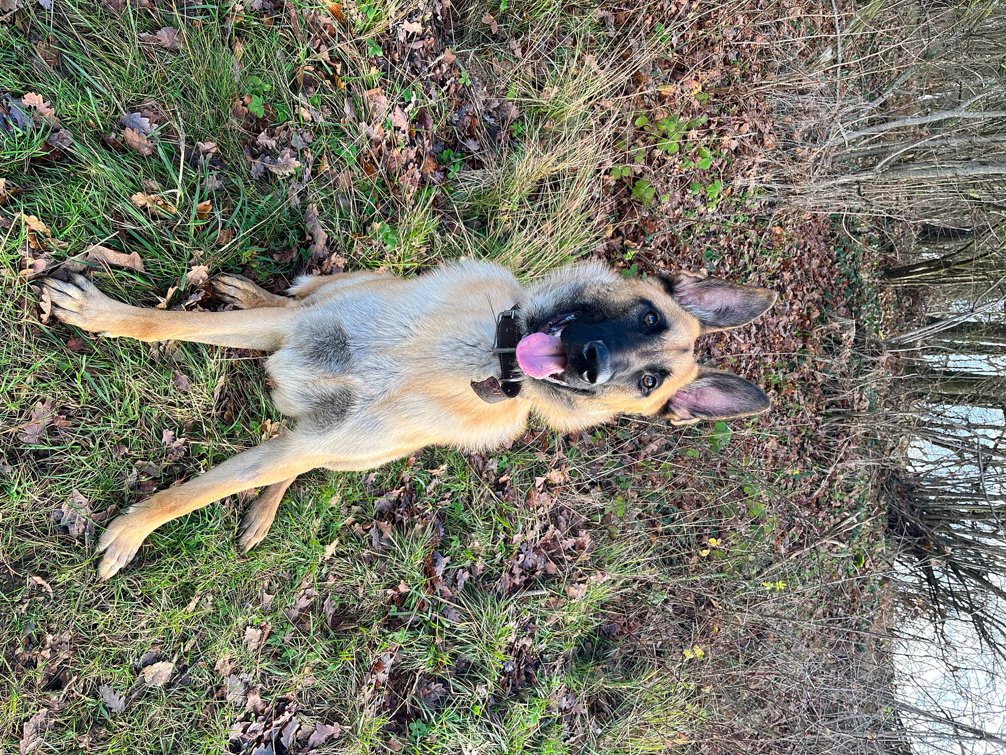 Thor a rejoint le concours — aidez-le/la à gagner de superbes lots ! canidae, canis, carnivore, companion_dog, dog, dog_breed, german_shepherd_dog, grass, herding_dog, hunting_dog, old_german_shepherd_dog, plant, soil, tail, terrestrial_animal, tree, trunk, working_animal, working_dog