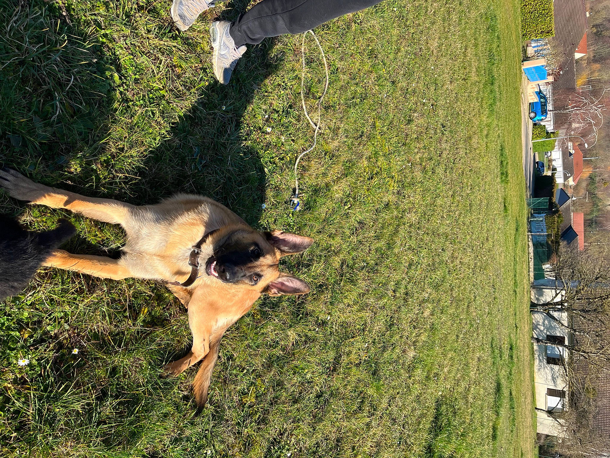 Thor a rejoint le concours — aidez-le/la à gagner de superbes lots ! carnivore, companion_dog, dog, dog_breed, fawn, fun, grass, guard_dog, landscape, leisure, pasture, people_in_nature, plant, shadow, sporting_group, tail, tints_and_shades, tree, working_animal, working_dog